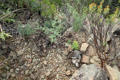 Dioscorea hemicrypta