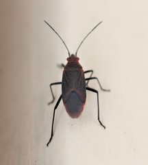 Leptocoris tagalicus