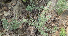 Dioscorea hemicrypta