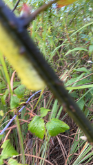 Apatelodes torrefacta