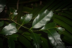 Cryptocarya bidwillii