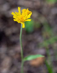 Hieracium korshinskyi