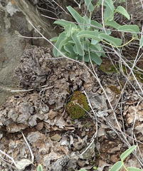 Dioscorea hemicrypta