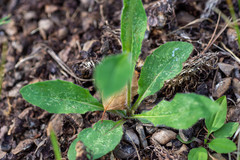 Hieracium korshinskyi