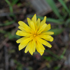 Microseris nutans