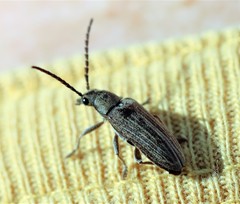 Notodascillus brevicornis