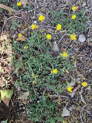 Helianthemum oelandicum