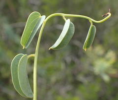 Dioscorea hemicrypta
