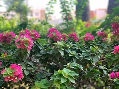 Bougainvillea