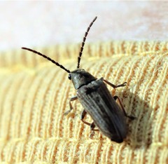 Notodascillus brevicornis