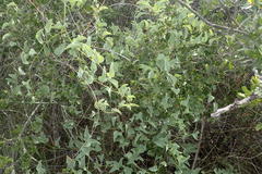 Dioscorea hemicrypta