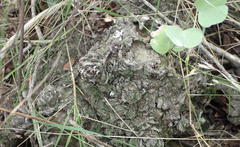 Dioscorea hemicrypta