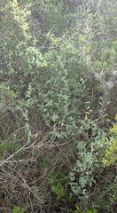 Dioscorea hemicrypta