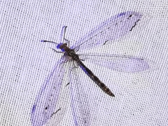 Neuroleon distichus