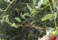 Dioscorea hemicrypta