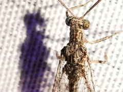 Neuroleon distichus