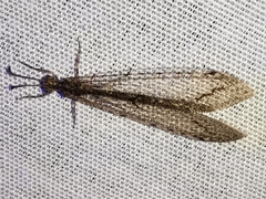 Neuroleon distichus