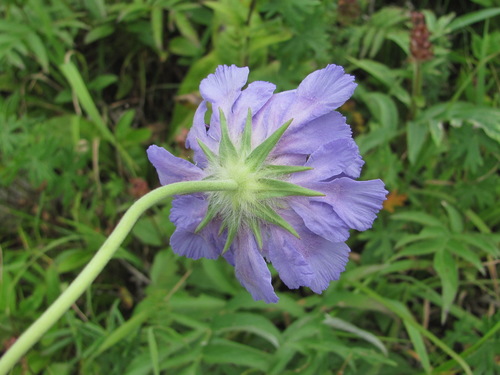 Perennial Scabious
