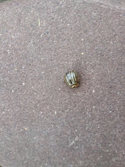 Leptinotarsa decemlineata