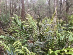 Telmatoblechnum indicum