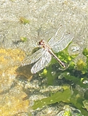 Sympetrum danae