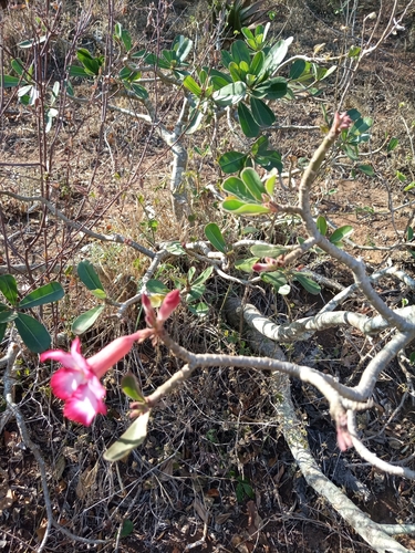 Adenium obesum image