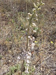 Delphinium wootonii
