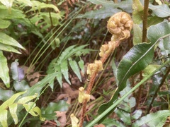 Telmatoblechnum indicum