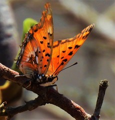 Charaxes jahlusa rex
