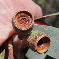Eucalyptus obstans