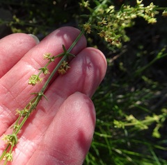 Galium gaudichaudii gaudichaudii
