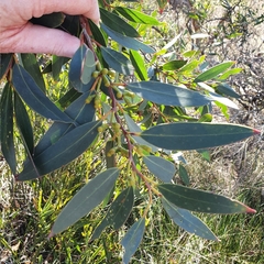 Eucalyptus obstans