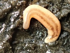 Argonemertes dendyi