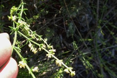 Galium gaudichaudii gaudichaudii