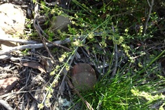 Galium gaudichaudii gaudichaudii