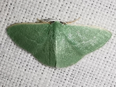 Xenochlorodes olympiaria