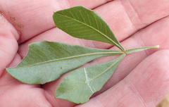 Searsia lucida lucida