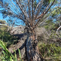 Eucalyptus obstans