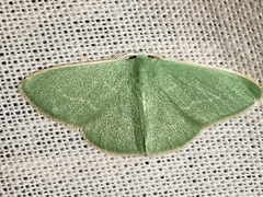 Xenochlorodes olympiaria