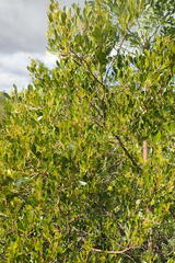 Searsia lucida lucida