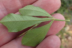 Searsia lucida lucida