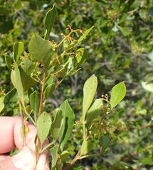 Searsia lucida lucida