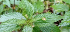 Dasineura dioicae