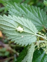 Dasineura dioicae