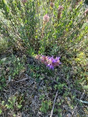 Hyssopus officinalis