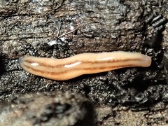 Argonemertes dendyi