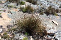 Thamnochortus papyraceus