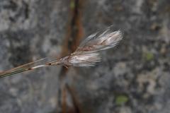 Thamnochortus papyraceus