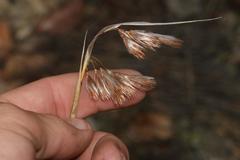 Thamnochortus papyraceus