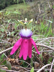 Passiflora rogitamensis